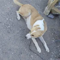 سگ گلگی به فروش میرسه|سگ|شوسف, |دیوار