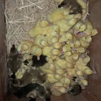 جوجه اردک اسراعیلی تخمگذار وگوشتی