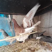 کبوتر جوجه کشی پرشی ۶ عدد ناجلد بوم ندیده