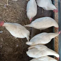 تعدادی مرغ سفید جوان