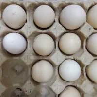 اسباب بازی تخم مرغ لاری اصل