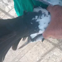 کفتر|پرنده|بروجرد, |دیوار