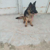 واگذاری سگ جرمن