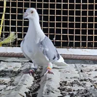 پشت سبز پلاکی نر دست اولی
