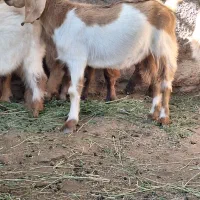نه عدد کهره