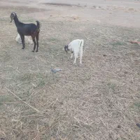 بزغاله نر|حیوانات مزرعه|شهرضا, |دیوار