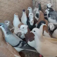 کفتر شهرستانی|پرنده|مشکیندشت, |دیوار