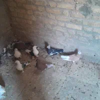 کفتر نقش نژاد دار|پرنده|یزد, |دیوار