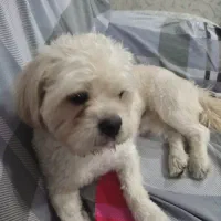 شیتزو تریر ی دختر و پسر دارم|سگ|گرگان, |دیوار