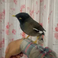 مرغ مینا کاملن دستی بازیگوش سخنگو|پرنده|مرودشت, مجد آباد|دیوار