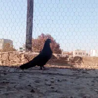 کبوتر زاغ کاکل ماده|پرنده|قرچک, زیبا شهر|دیوار