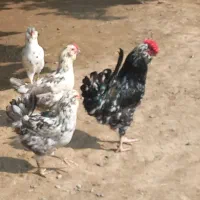 تخم نطفه دار گلین ریشو چهل تاج|حیوانات مزرعه|بهنمیر, |دیوار