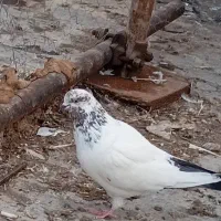 کبوتر رفتنی