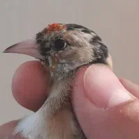 جوجه سهره نیم گل نشوندارکیاسر معاوضه با سهره قناری|پرنده|ری, ولی آباد|دیوار