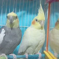 جفت عروس