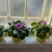 بنفشه افریقایی