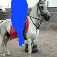 نریان فروشی
