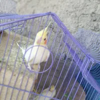 عروس هلندی  با جوجه و قفس و وسایل