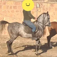 اسب کردسه ساله با شجره فاخر