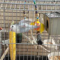 طوطی برزیلی جفت با لوازم|پرنده|امیدیه, |دیوار