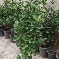 گل وگیاه شمشاد و پاپیتال مناسب باغ ویلا