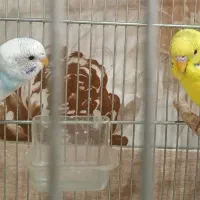 مرغ عشق