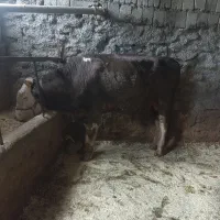 دوعدد‌گوساله‌نر‌اخر‌جنس