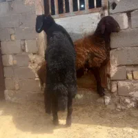 بره قوچی افشاری همو با برگه آزمایش|حیوانات مزرعه|مشهد, اروند|دیوار