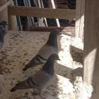 پلاکی  و پرشی|پرنده|مبارکه, |دیوار