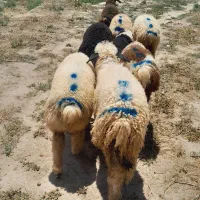 ۲راس بره نر ۶راس ماده دورگ شیرازی(رودبار شاهباد )