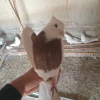 کبوتر طوقی با دوکت