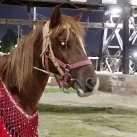 آموزش اسب سواری بطور کلی وجزئیات کامل