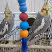 جفت عروس هلندی با قفس و لانه
