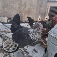 خروس و مرغ|حیوانات مزرعه|تاکستان, |دیوار