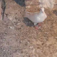 کفتر دورح بالامایا