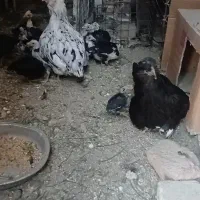 تخم مرغ نطفه دار گلین نسیم شهر|حیوانات مزرعه|بهارستان, |دیوار