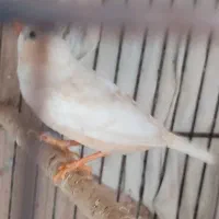 عروس هلندی .فنج نرگسی|پرنده|بندرعباس, |دیوار