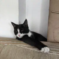 گربهٔتاکسیدو گم شده|حیوانات|لاران, |دیوار