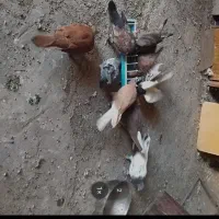 چند عدد کفتر رنگی