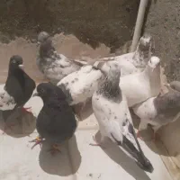 سینه کله پرشی غریب طوقی|پرنده|بجنورد, |دیوار