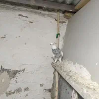 طوقی الماسی|پرنده|پیر سلیمان, |دیوار