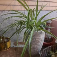 استندفلزی با چندکوزه گل