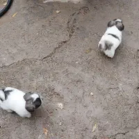 اسپیز|سگ|صحنه, |دیوار