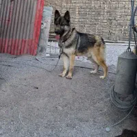 سگ ژرمن 7ماهه نر