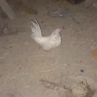 یک جفت مرغ و خروس مینیاتوری همراه باجوجه|حیوانات مزرعه|گنبد کاووس, |دیوار