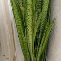 گل سانسوریای بزرگ باگلدون سرامیکی فقط 1750|گل و گیاه طبیعی|تربت‌حیدریه, شهرک ولیعصر|دیوار