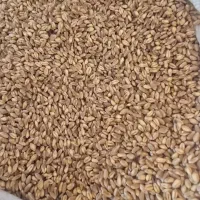 گندم آبی میهن