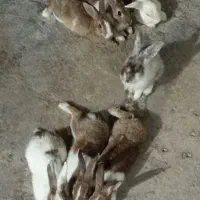 خرگوش