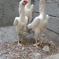 مرغ و خروس اوشامو شجره دار