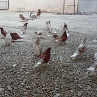 کبوتر گرگی|پرنده|آق قلا, |دیوار